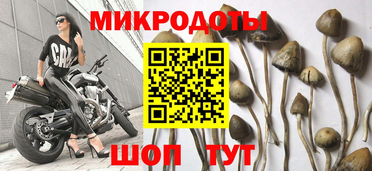 Галлюциногенные грибы Cubensis Северск